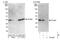 OTU Deubiquitinase, Ubiquitin Aldehyde Binding 1 antibody, NBP1-49935, Novus Biologicals, Western Blot image 