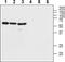 Vasoactive Intestinal Peptide Receptor 2 antibody, PA5-77760, Invitrogen Antibodies, Western Blot image 