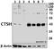 Cathepsin H antibody, A01510, Boster Biological Technology, Western Blot image 