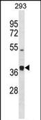 Procollagen C-Endopeptidase Enhancer 2 antibody, PA5-72147, Invitrogen Antibodies, Western Blot image 