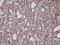 Lysyl-TRNA Synthetase antibody, NBP1-32063, Novus Biologicals, Immunohistochemistry frozen image 