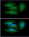 BRCA1/BRCA2-Containing Complex Subunit 3 antibody, NBP1-30429, Novus Biologicals, Immunocytochemistry image 