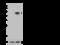 Carboxypeptidase Vitellogenic Like antibody, GTX02282, GeneTex, Western Blot image 