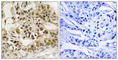 MYB Proto-Oncogene, Transcription Factor antibody, abx012700, Abbexa, Western Blot image 