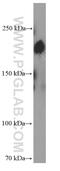 Zinc Finger E-Box Binding Homeobox 1 antibody, 66279-1-Ig, Proteintech Group, Western Blot image 