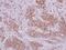 PRELI Domain Containing 1 antibody, NBP2-20015, Novus Biologicals, Immunohistochemistry frozen image 