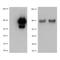 Toll Like Receptor 1 antibody, TA320476, Origene, Western Blot image 