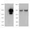 Toll Like Receptor 1 antibody, TA320476, Origene, Western Blot image 