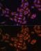 Programmed Cell Death 6 Interacting Protein antibody, GTX64925, GeneTex, Immunofluorescence image 