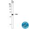 Paraoxonase 1 antibody, AF5816, R&D Systems, Western Blot image 