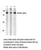 Kinesin Family Member 20A antibody, PA5-75153, Invitrogen Antibodies, Western Blot image 