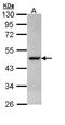 Citrate Synthase antibody, LS-B12469, Lifespan Biosciences, Western Blot image 