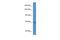 Zinc Finger Protein 780A antibody, A17651, Boster Biological Technology, Western Blot image 