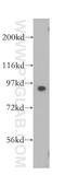 SRY-Box 6 antibody, 14010-1-AP, Proteintech Group, Western Blot image 