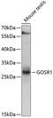 Golgi SNAP receptor complex member 1 antibody, 19-339, ProSci, Western Blot image 