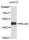 Prostaglandin D2 Receptor antibody, STJ114743, St John
