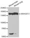 Rho/Rac Guanine Nucleotide Exchange Factor 2 antibody, abx001977, Abbexa, Western Blot image 