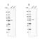 Pyruvate Dehyrogenase Phosphatase Catalytic Subunit 1 antibody, PA5-54338, Invitrogen Antibodies, Western Blot image 