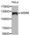 WD Repeat Domain 6 antibody, abx004576, Abbexa, Western Blot image 