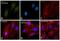 DnaJ Heat Shock Protein Family (Hsp40) Member B1 antibody, PA5-17382, Invitrogen Antibodies, Immunofluorescence image 