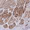 Gasdermin D antibody, NBP2-33422, Novus Biologicals, Immunohistochemistry paraffin image 