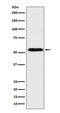 SRBC antibody, M01998-1, Boster Biological Technology, Western Blot image 