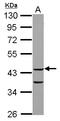 COP9 Signalosome Subunit 3 antibody, LS-C155260, Lifespan Biosciences, Western Blot image 