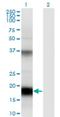 Ubiquitin D antibody, H00010537-M01, Novus Biologicals, Western Blot image 