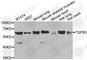 Transforming Growth Factor Beta 3 antibody, A8460, ABclonal Technology, Western Blot image 