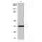 Growth Differentiation Factor 15 antibody, LS-C383688, Lifespan Biosciences, Western Blot image 