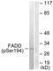 Fas Associated Via Death Domain antibody, PA5-38113, Invitrogen Antibodies, Western Blot image 