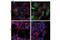 TNF Receptor Associated Factor 1 antibody, 4715T, Cell Signaling Technology, Immunofluorescence image 