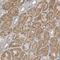 Kynurenine Aminotransferase 1 antibody, PA5-55681, Invitrogen Antibodies, Immunohistochemistry frozen image 