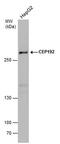 Centrosomal Protein 192 antibody, PA5-78520, Invitrogen Antibodies, Western Blot image 