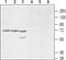 Potassium Voltage-Gated Channel Modifier Subfamily S Member 1 antibody, PA5-77643, Invitrogen Antibodies, Western Blot image 
