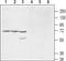 Potassium Voltage-Gated Channel Modifier Subfamily S Member 1 antibody, PA5-77643, Invitrogen Antibodies, Western Blot image 