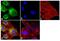 Glutamate Receptor Interacting Protein 1 antibody, PA1-846, Invitrogen Antibodies, Immunofluorescence image 