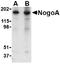 Reticulon 4 antibody, LS-B2708, Lifespan Biosciences, Western Blot image 