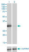 Zinc Finger Protein 174 antibody, LS-C198487, Lifespan Biosciences, Western Blot image 