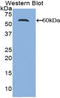 Activated Leukocyte Cell Adhesion Molecule antibody, LS-C714967, Lifespan Biosciences, Western Blot image 