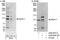 Ataxin 1 antibody, NBP1-28734, Novus Biologicals, Western Blot image 