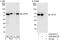 Torsin 1A Interacting Protein 1 antibody, A302-081A, Bethyl Labs, Western Blot image 