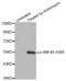 Hepatocyte Nuclear Factor 4 Alpha antibody, abx000410, Abbexa, Western Blot image 