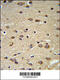 Delta Like Non-Canonical Notch Ligand 2 antibody, 63-748, ProSci, Immunohistochemistry paraffin image 