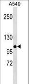 MutL Homolog 1 antibody, LS-C158152, Lifespan Biosciences, Western Blot image 