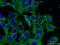 Peroxiredoxin-2 antibody, 60202-1-Ig, Proteintech Group, Immunofluorescence image 