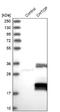 Friend of PRMT1 protein antibody, NBP1-88085, Novus Biologicals, Western Blot image 