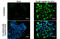 p21 antibody, GTX629543, GeneTex, Immunofluorescence image 