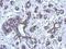 BRCA1 DNA Repair Associated antibody, NBP1-41186, Novus Biologicals, Immunohistochemistry frozen image 