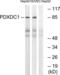 Pyridoxal Dependent Decarboxylase Domain Containing 1 antibody, LS-C120279, Lifespan Biosciences, Western Blot image 